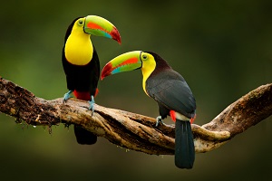 oiseaux d’Amazonie