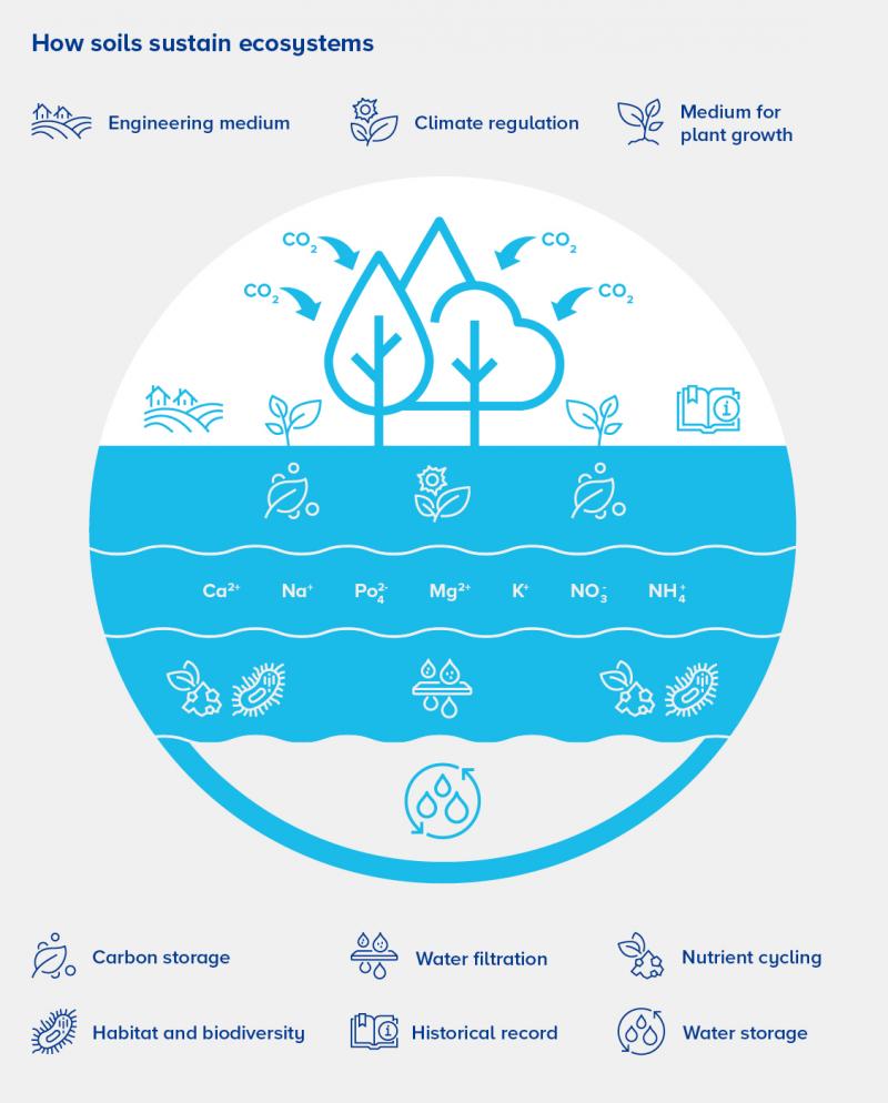 soil sustains ecosystem