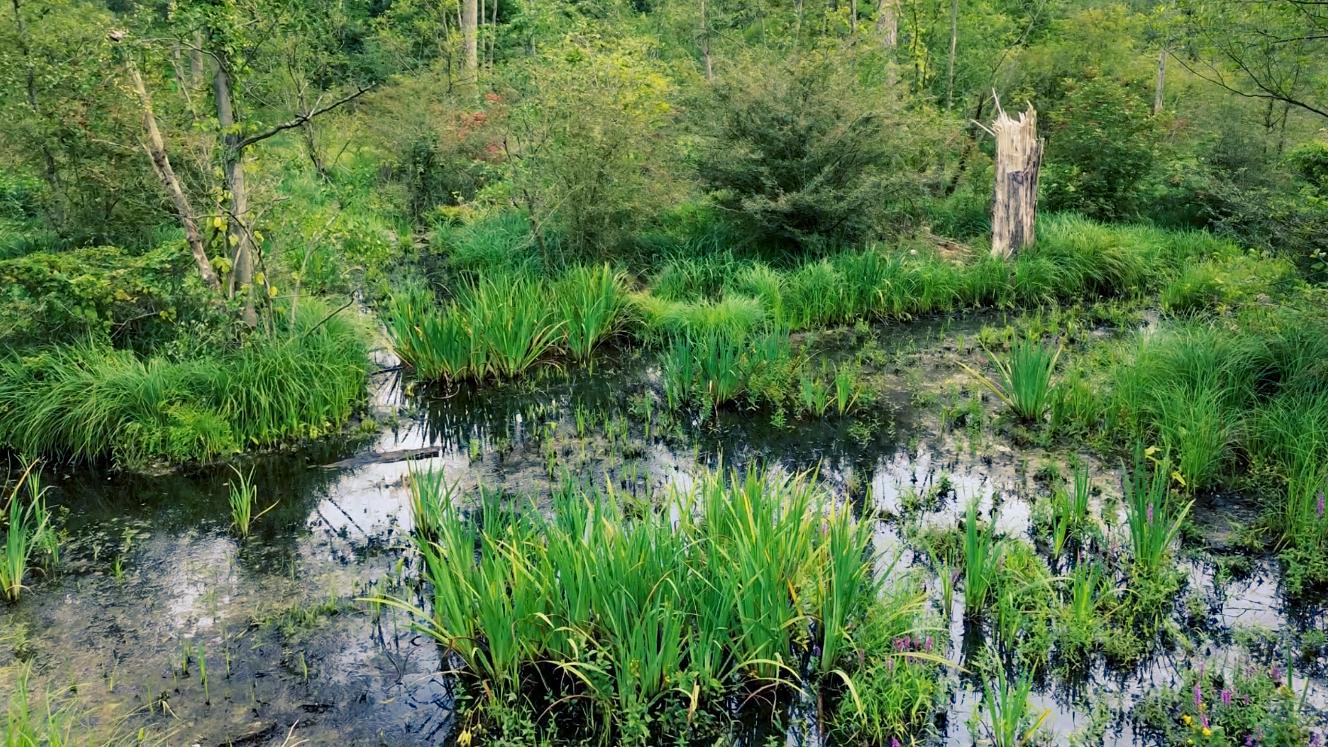 Afforestation Project in Düsseldorf