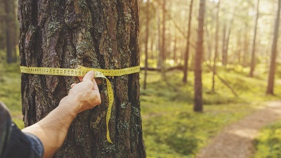 man measures tree with measuring tape
