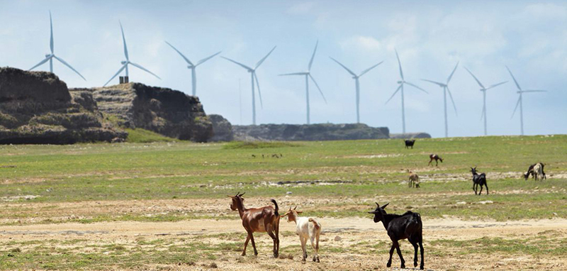 goats wind turbines on rugged land