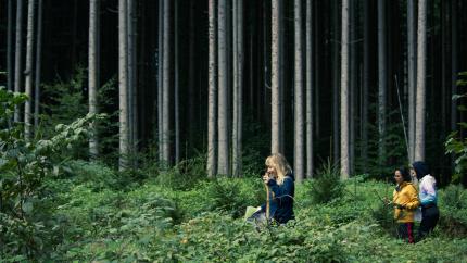 Naturalists inspecting forest health