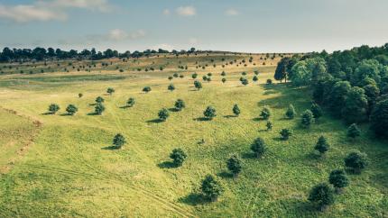 Tree planting project in the UK