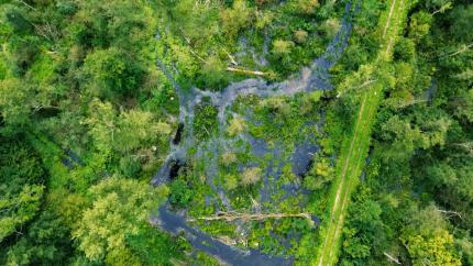 afforestation-dusseldorf