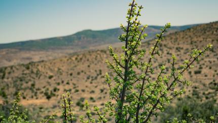 afforestation-south-africa