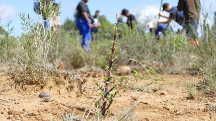  Aufforstung-Wiederaufforstung-und-Revegetation