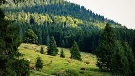 planting-tree-landscape