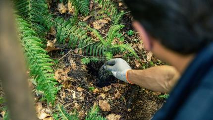 person-planting-tree