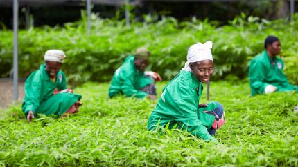 afforestation