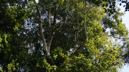 Klimaoptimierte-Waldbewirtschaftung