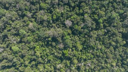 forest from above
