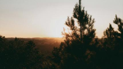 sunrise through trees