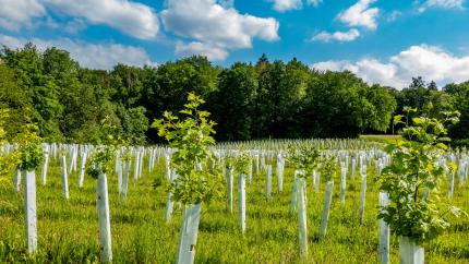 little trees planted