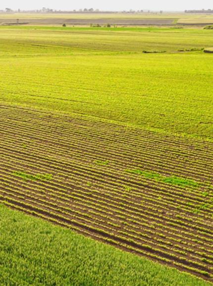 A green lush field