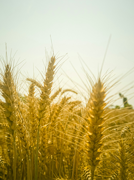 Golden field, photo by PakZin O on Unsplash