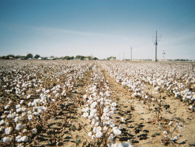 cotton field