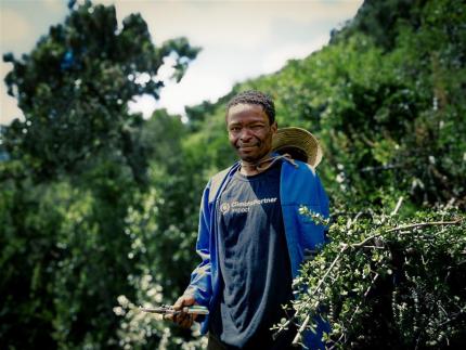 Man reforesting Spekboom