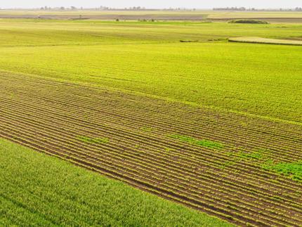 Green fields