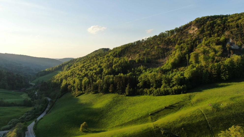 Landschaft mit Wald