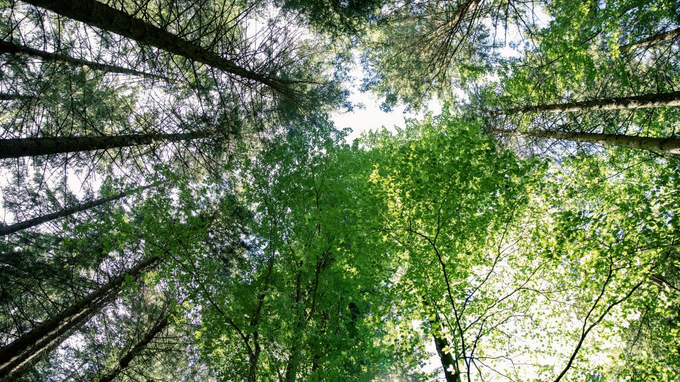 tree-planting-german-forest