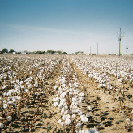 cotton field