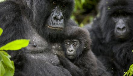 003%20Virunga%20Mountain%20Gorilla%20Photo%20credit%20%40Brent%20Stirton.jpg