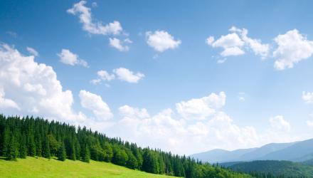 Wald_Wiese_Himmel_73048651.jpg