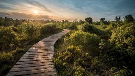 Pfad_Natur_Sonne_297921926_0.jpg