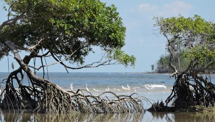 Amazonasdelta_Portel_1214097250.jpg