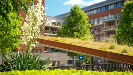 greening-adaptation-netherlands.jpg