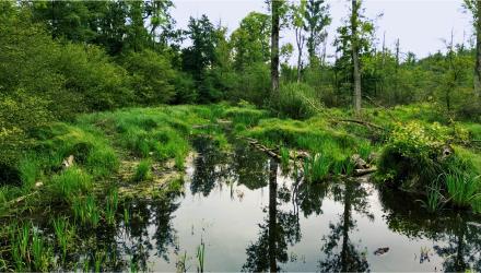 1698_afforestation_dusseldorf_german%20%282%29_1.jpg