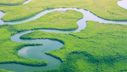 mangrove-landscape-birds-view.jpg
