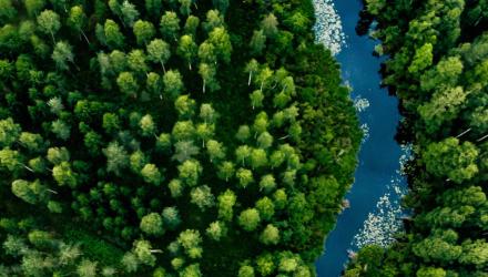 forest-with-river-bird-perspective.jpg