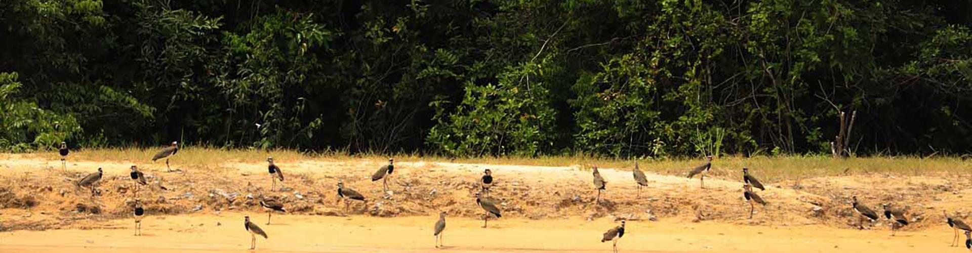 Studienanalyse von West et al. (2020): "Overstated carbon emission reductions from voluntary REDD+ projects in the Brazilian Amazon" Vögel am Flussufer