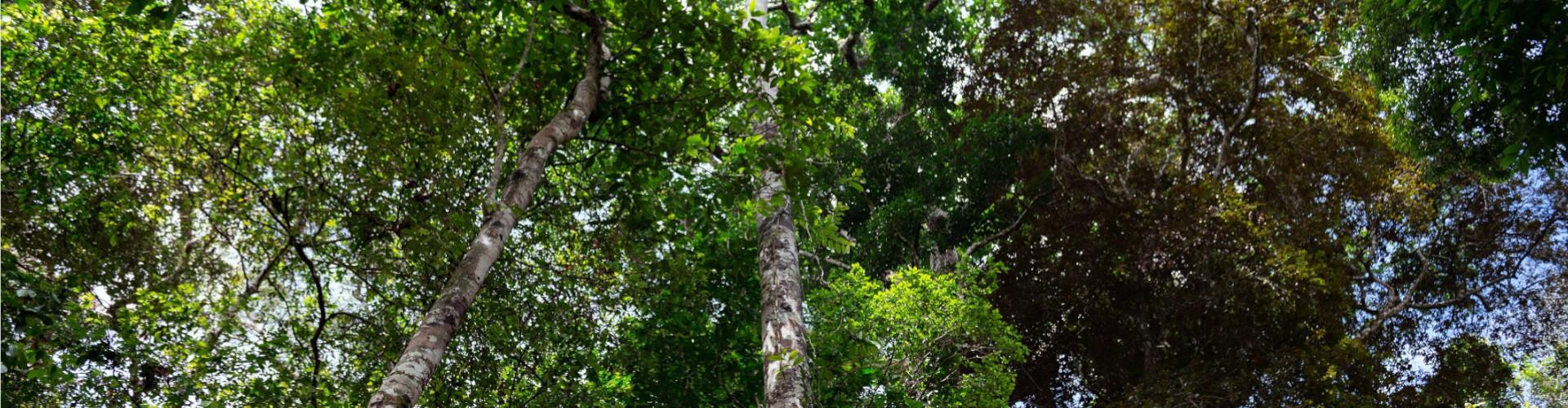 Sind Waldschutzprojekte wirksam? Ein Wald mit vielen Laubbäumen, der von unten Richtung Himmel betrachtet wird