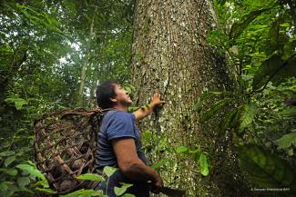 Tambopata