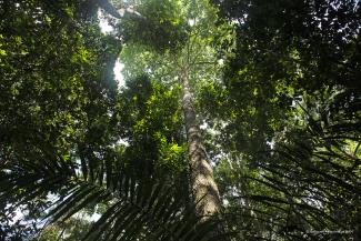 Tambopata