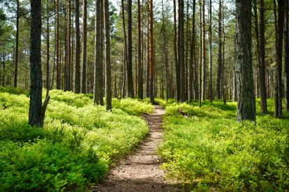 trees in a forest