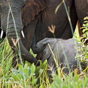 014%20Virunga%20elephants%20Photo%20credit%20%40Virunga%20National%20Park%20mit%20credit.jpg