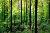 Wald_63516847.jpg