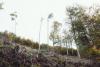 _S9A4245_Wald_Sturm.jpg