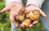 Puffin%20Potatoe.png