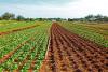 lettuce-field-gf1d7314d0_1920.jpg