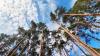 trees-sky-clouds-view-up.jpg