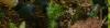 planting-trees-in-forest.jpg