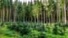 Carbon offset guide forests