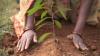 Planting trees - Impact Investing and Carbon Finance