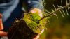 tree seedling hold in a person's hand