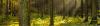 wald-baeume-schraege-sonnenstrahlen-500.jpg