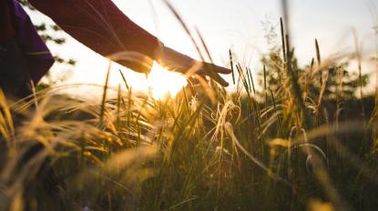 Person walkd through a field of crops